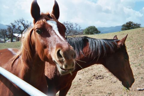 1990 Ford Bronco - chestnut horse and a bay horse stand together behind a metal pipe fence in a grassy hillside pasture.