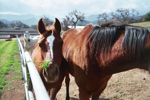 1990 Ford Bronco - chestnut horse with a white blaze and a bay horse stand at a white pipe fence, mountains beyond.