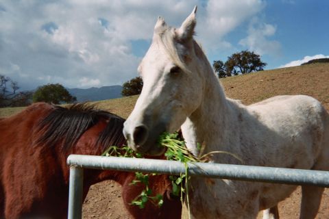 1990 Ford Bronco - grey horse and a bay horse feed on green hay draped over a metal fence rail in a dry pasture.