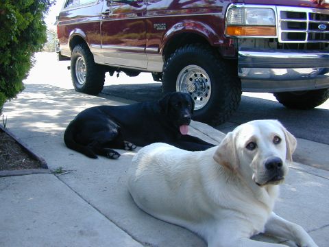 1993 Ford Bronco photo