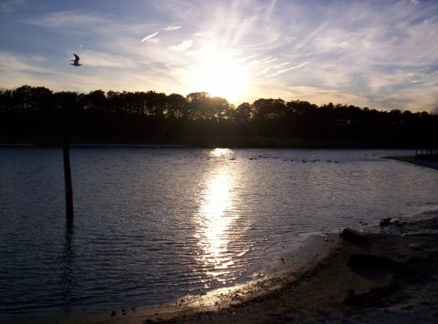1995 Ford Bronco - A sunset casts a golden reflection on the water, with a lone bird soaring in the sky.