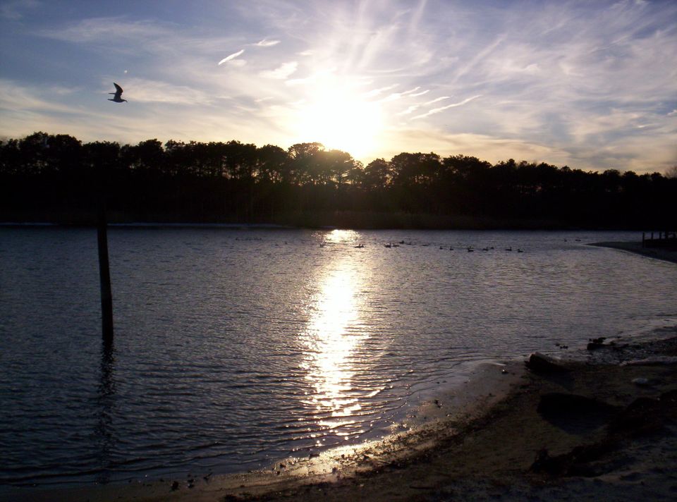 Sunset over a body of water with a treeline in the background and a bird flying