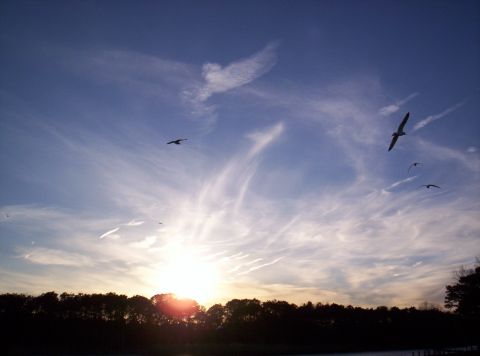 1995 Ford Bronco - Several birds are silhouetted against a sunset sky with wispy clouds, above a dark treeline.