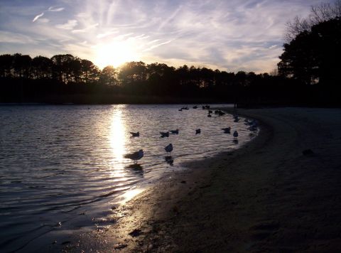 1995 Ford Bronco - Seagulls gather on a sandy shore as the sun sets over a tree line, casting a reflection on the water.