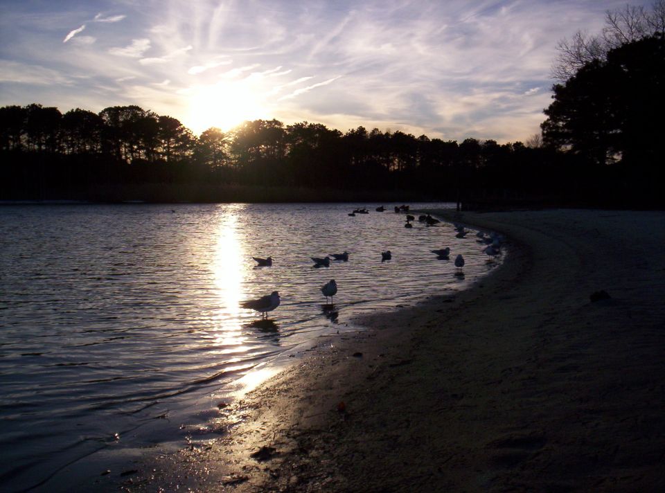 Waterfront scene with seagulls and sunset over trees