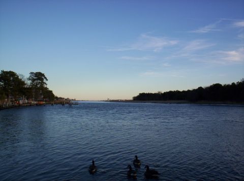 1995 Ford Bronco - Ducks swim in the calm water of a bay at dusk, with trees lining the shore.