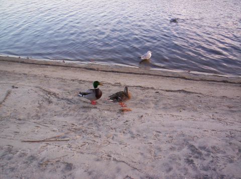 1995 Ford Bronco - Ducks and a seagull by the water on a sandy shore. The Supermotors.net logo is visible.