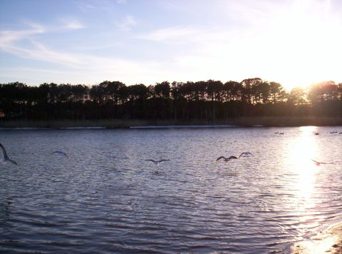 1995 Ford Bronco - Seagulls fly over water at sunset with a line of trees on the horizon.