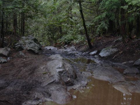 1991 Ford Bronco - A wet, rocky off-road trail winding through dense evergreen forest, with exposed bedrock slabs, deep mud and a brown standing-water puddle…
