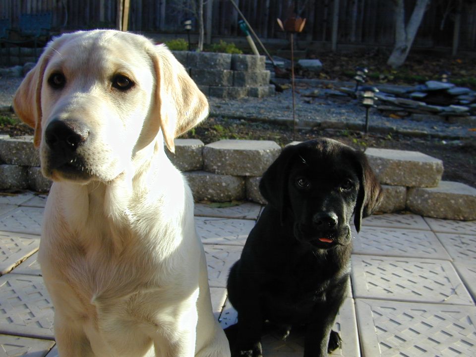 Yellow and black Labrador puppies sitting on a tiled patio