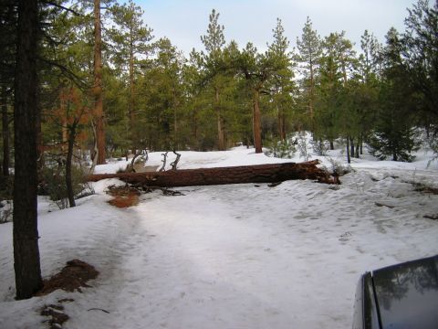 1985 Ford Bronco - tree in the road