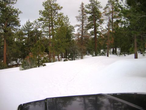 1985 Ford Bronco - The view from a vehicle shows a snowy path winding through a forest with tall pine trees.