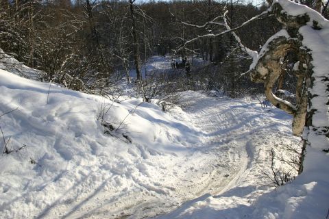 2003 Jeep TJ - A winter scene shows a path covered in snow with tire tracks, leading into a wooded area.