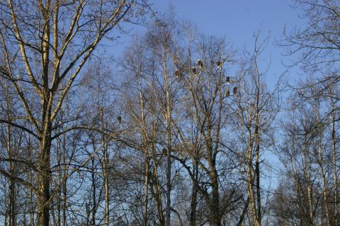 2003 Jeep TJ - Numerous bald eagles are visible in the branches of trees under a bright blue sky.