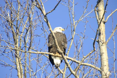 2003 Jeep TJ - A bald eagle rests on a branch, its white head and tail feathers contrasting with its dark body and the bright blue sky.