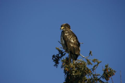 2003 Jeep TJ - A juvenile eagle surveys its surroundings from the top of a pine tree.