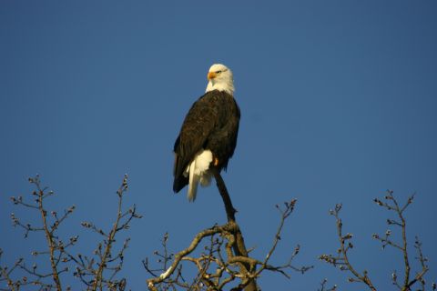2003 Jeep TJ - A bald eagle surveys its surroundings from a high perch on a tree branch.