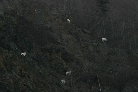 2003 Jeep TJ - Mountain goats navigate a steep, rocky slope in Alaska.