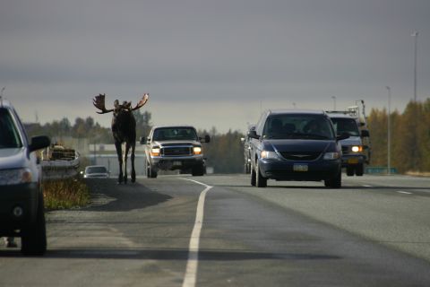 2003 Jeep TJ - A moose crosses a highway, causing traffic to slow down.
