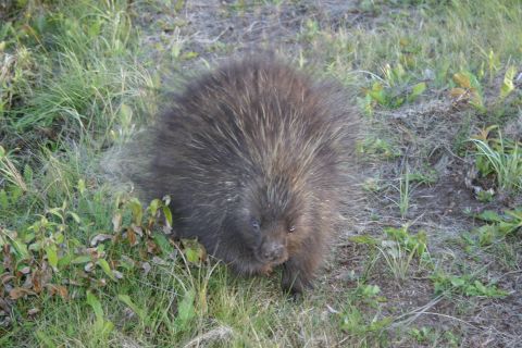 2003 Jeep TJ - A porcupine stands alert in a grassy area, its quills prominent.