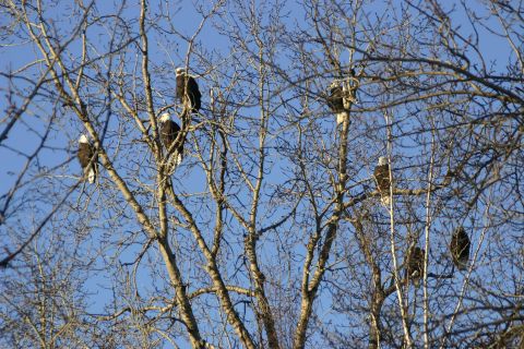 2003 Jeep TJ - A group of eagles are resting in the trees on a clear day.