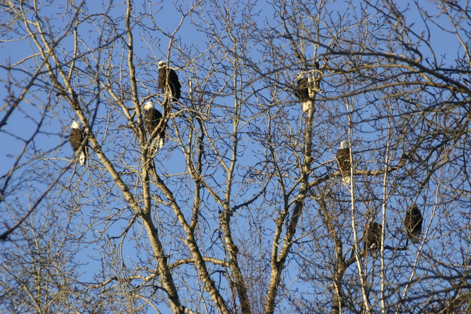 Several eagles perched in bare tree branches against a clear blue sky
