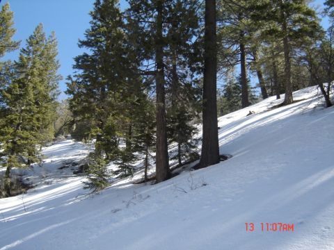 2000 Ford F-450 - A snowy hillside is covered in trees under a clear blue sky. A watermark is visible in the lower right corner.