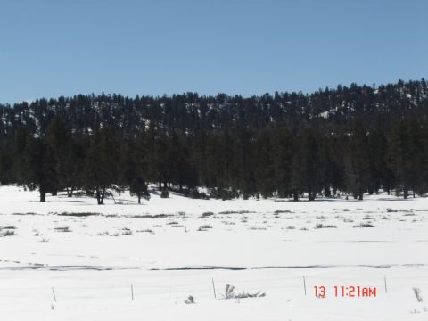 2000 Ford F-450 - A winter scene unfolds with snow-covered ground and dense evergreen trees on a distant hillside.