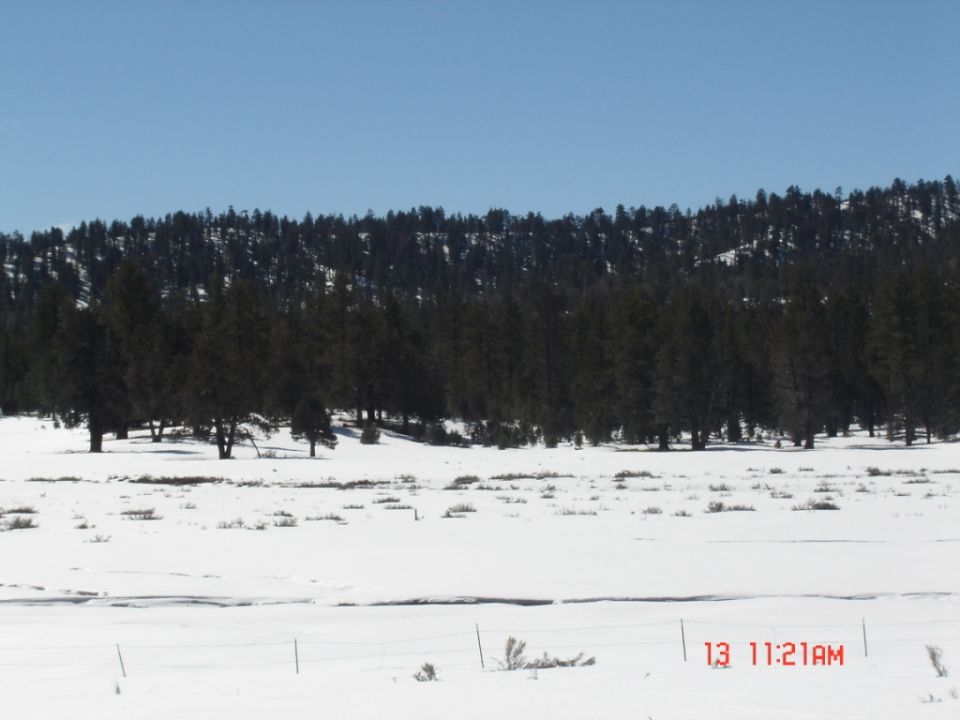 Snowy landscape with pine trees on a hill under a clear blue sky. A timestamp and website are visible in the lower right corner