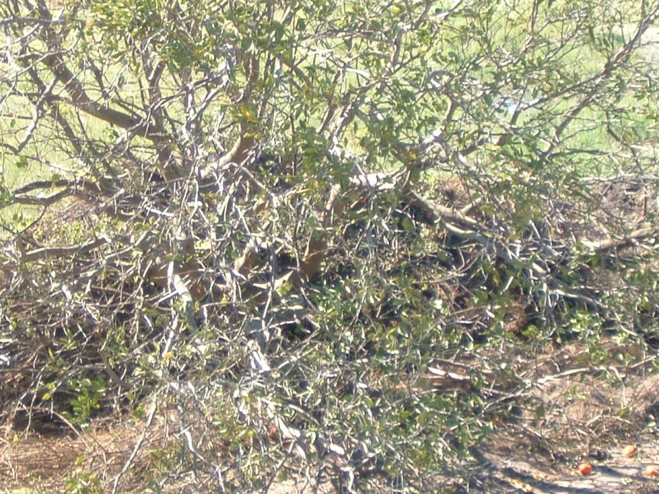 overgrown bush with branches and leaves, some debris on ground, supermotors.net logo in corner