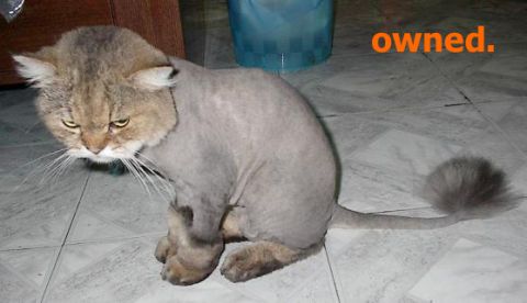 1990 Ford Bronco - A cat with a shaved body and a fluffy tail sits on a tiled floor.
