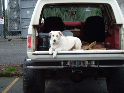 1989 Ford Bronco - White dog rests in the open tailgate of a 1989 Ford Bronco.