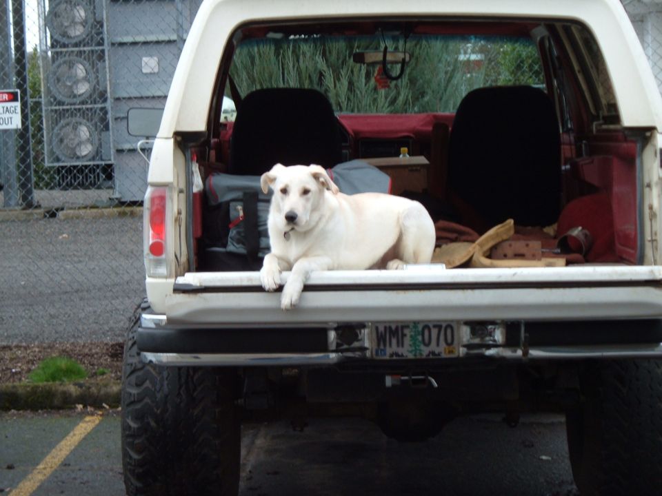 Rear of lifted white Ford SUV with tailgate down and yellow dog lying in cargo area