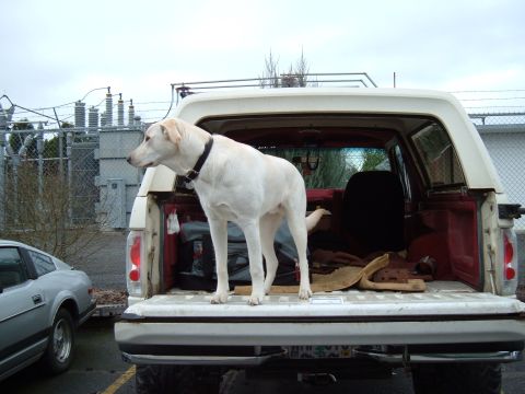 1989 Ford Bronco - A white dog stands in the open tailgate of a Ford Bronco, looking to the left. A silver car is parked nearby.