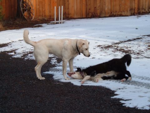 1989 Ford Bronco - Two dogs interact in a snowy outdoor scene with a wooden fence in the background.