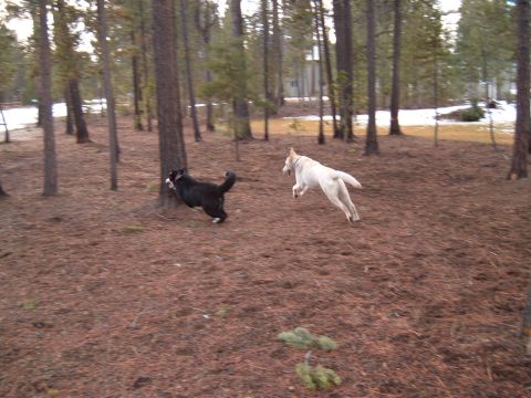 1989 Ford Bronco - Two dogs enjoy a romp in a wooded area with pine needles covering the ground.