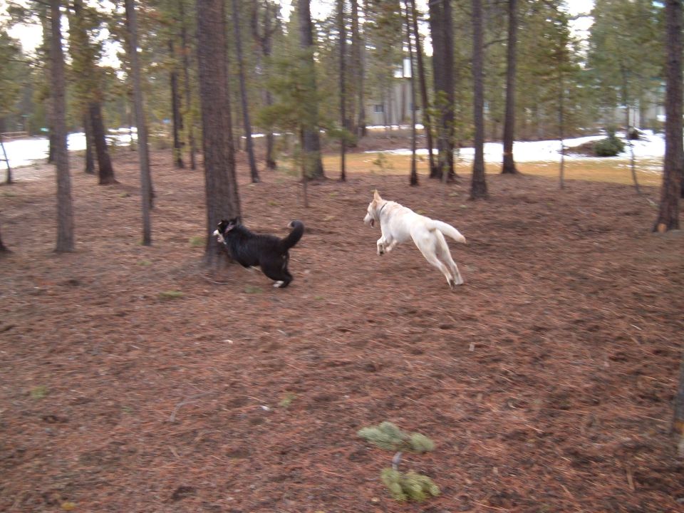 A black-and-white dog and a yellow Lab running through a pine forest with patchy snow