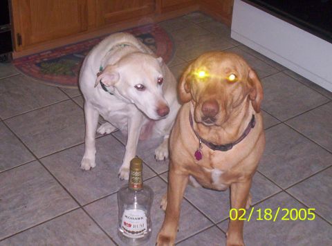 1978 Chevrolet C/K Pickup - Two dogs and an empty rum bottle are on a tiled floor, with a date stamp of 02/18/2005.