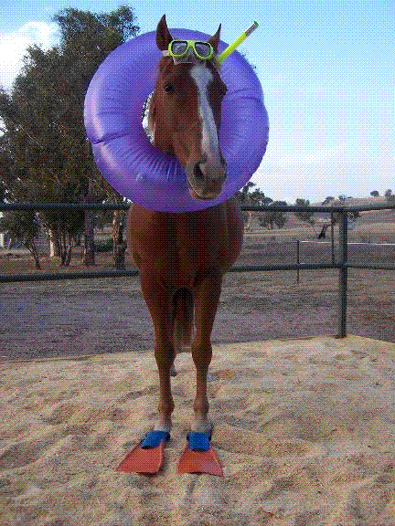 1989 Ford Bronco - A horse stands in a sandy enclosure, adorned with a large purple neck ring and orange hoof boots.