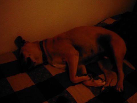 1978 Ford Bronco - A dog is resting on a blanket in a dimly lit room.