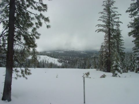 1986 Ford Bronco - A vast, snow-covered landscape unfolds, dotted with pine trees and shrouded in mist.