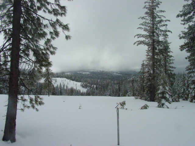 Snow-covered field with pine trees and distant mountains under a cloudy sky