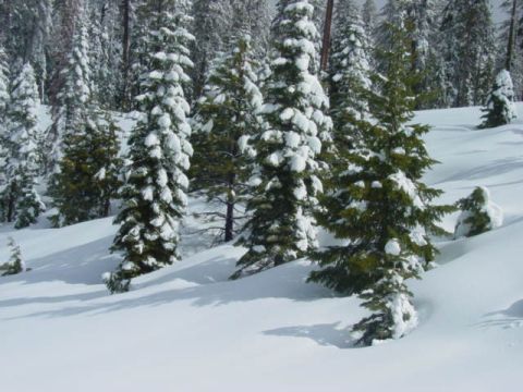 1986 Ford Bronco - A winter scene in a forest with snow-covered evergreen trees.