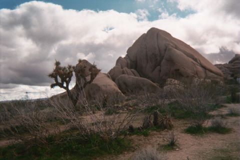 1990 Ford Bronco - Joshua tree stands beside a massive rounded granite boulder pile in a desert of low scrub under a dramatic cloudy sky.