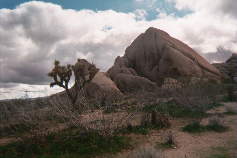 Joshua tree beside a large rounded boulder formation in the desert under cloudy sky