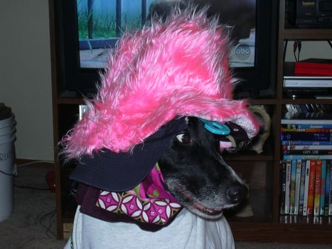 1991 Ford Bronco - A dog is dressed up in a pink fluffy hat and various accessories, looking towards the camera.