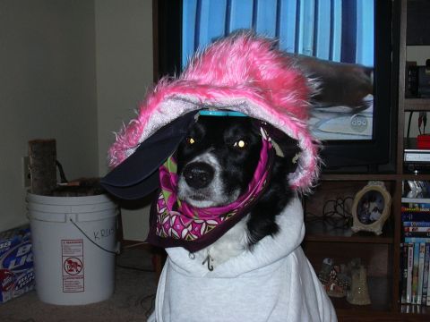 1991 Ford Bronco - A dog is dressed up in a pink fuzzy hat and a patterned scarf, looking at the camera.