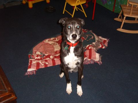 1993 Ford Bronco - A dog sits on a patterned blanket in a room with toys and furniture.