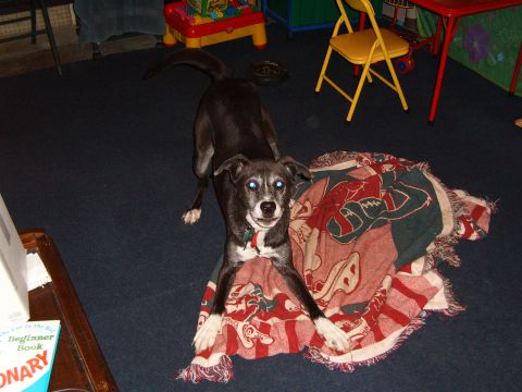 1993 Ford Bronco - Dog with blue eyes is lying on a blanket in a room with toys and chairs.