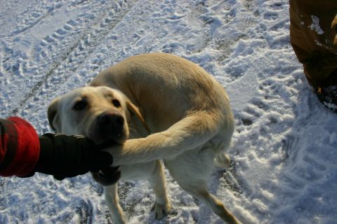 2003 Jeep TJ - A dog is playing in the snow, interacting with a person's gloved hand.